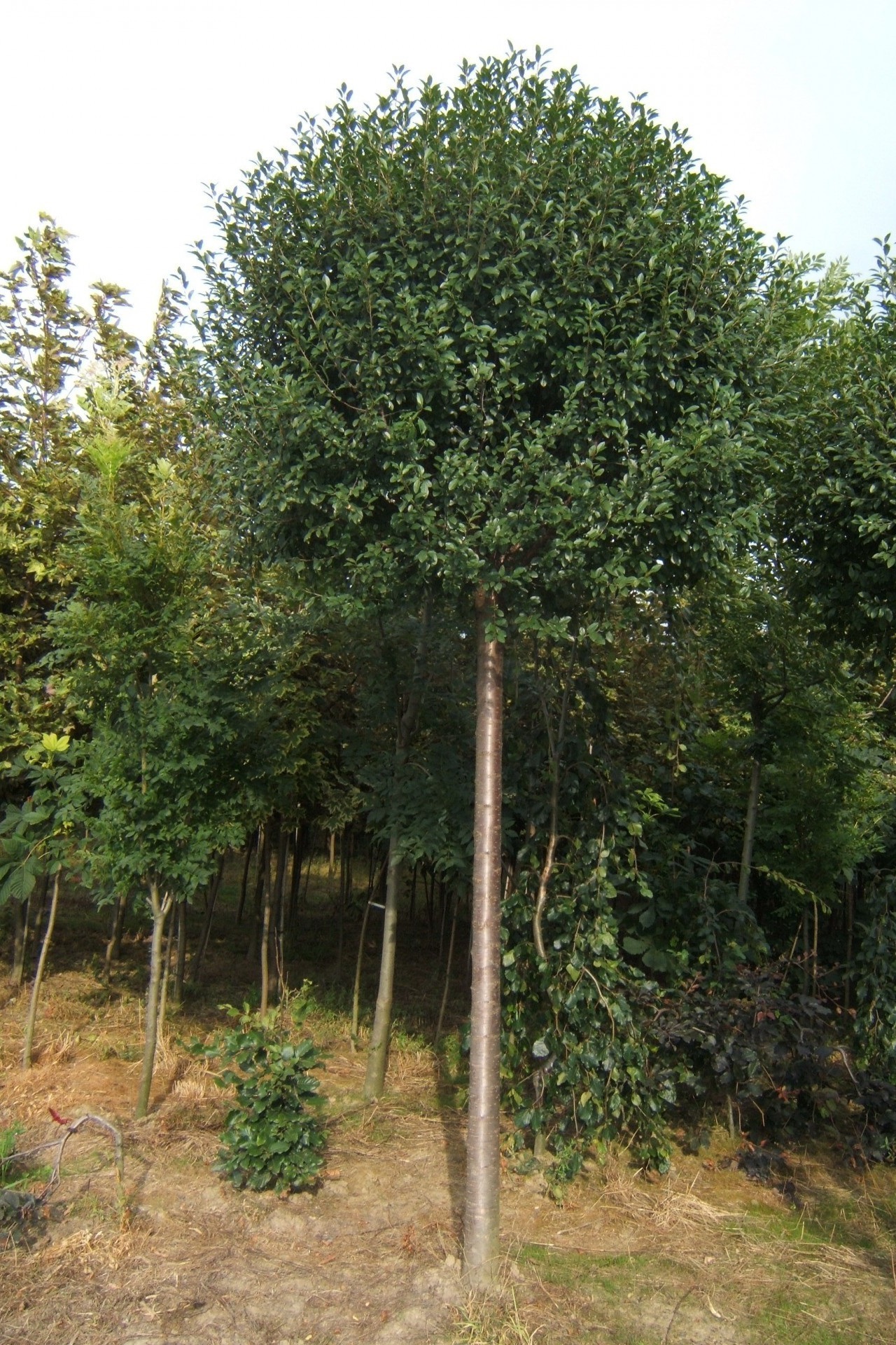ABRAM stromy kríky ihličnaté listnaté trvalky Poľsko 06